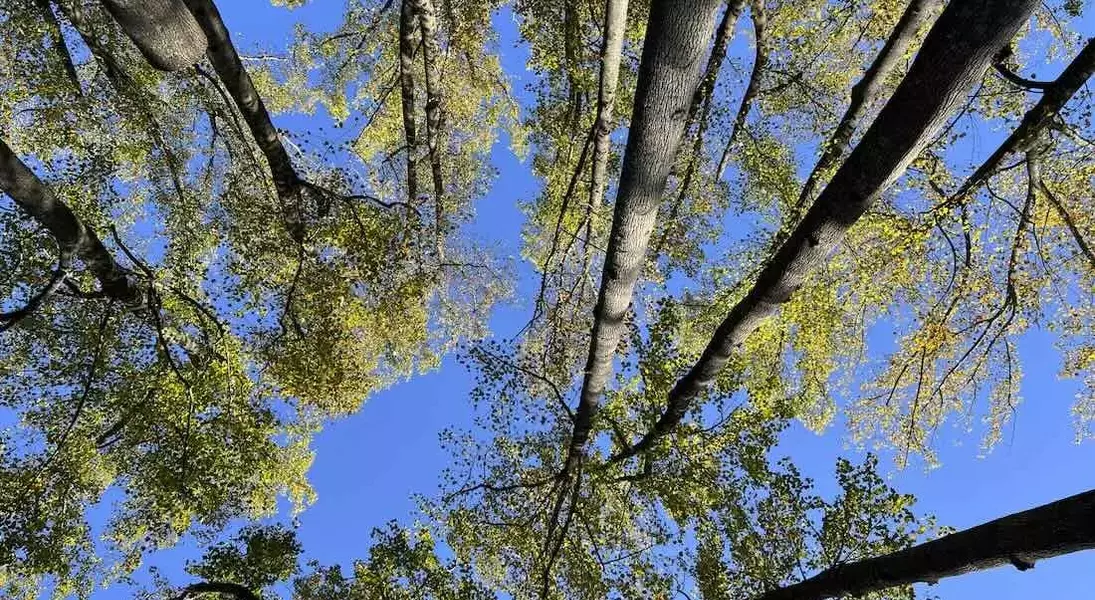 Slide 1