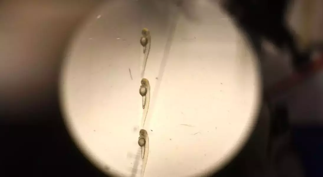 Single Slide
