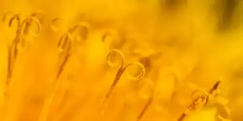 Single Slide