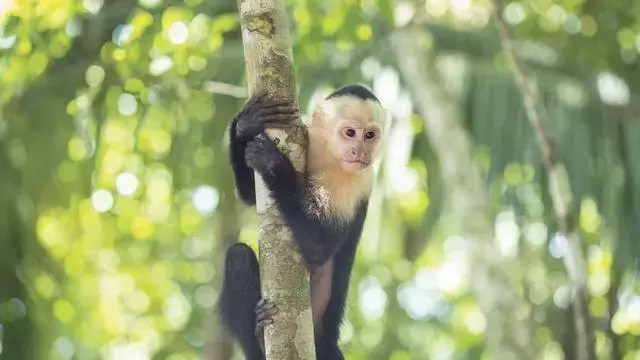 Single Slide