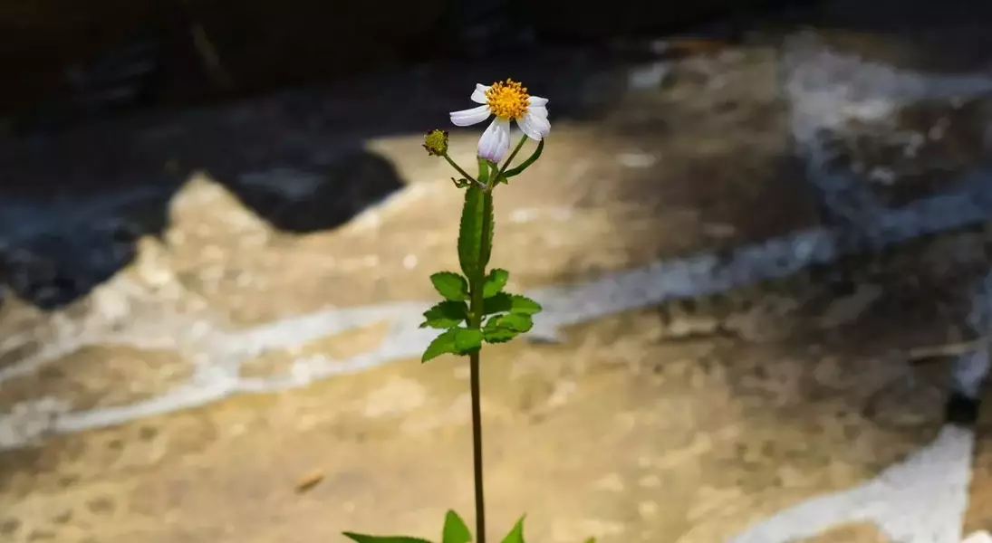 Single Slide