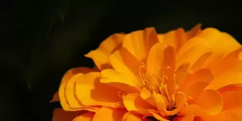 Single Slide