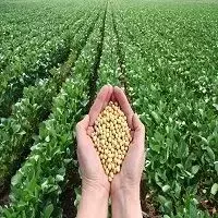 Single Slide