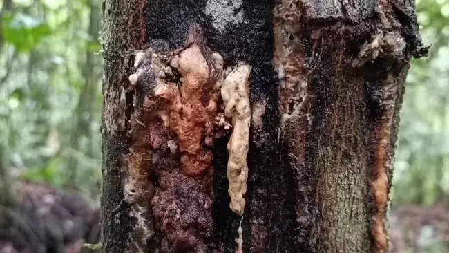 Single Slide