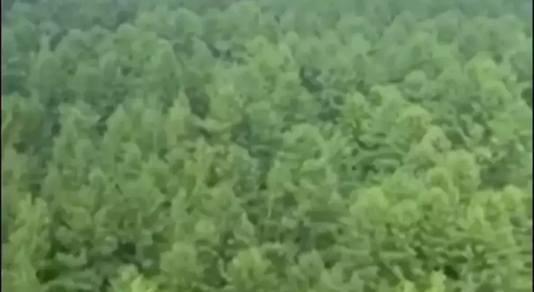 Single Slide