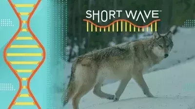 Single Slide