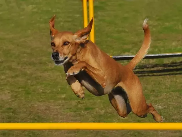 Single Slide