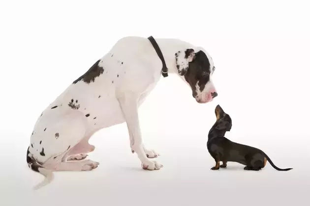 Single Slide
