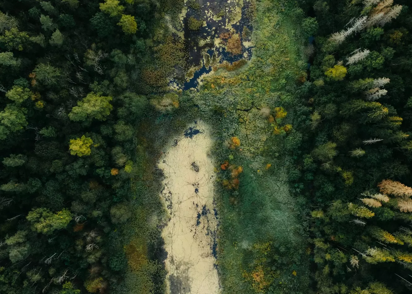 Breathtaking Aerial: Forest Clearing with Lush Swamp