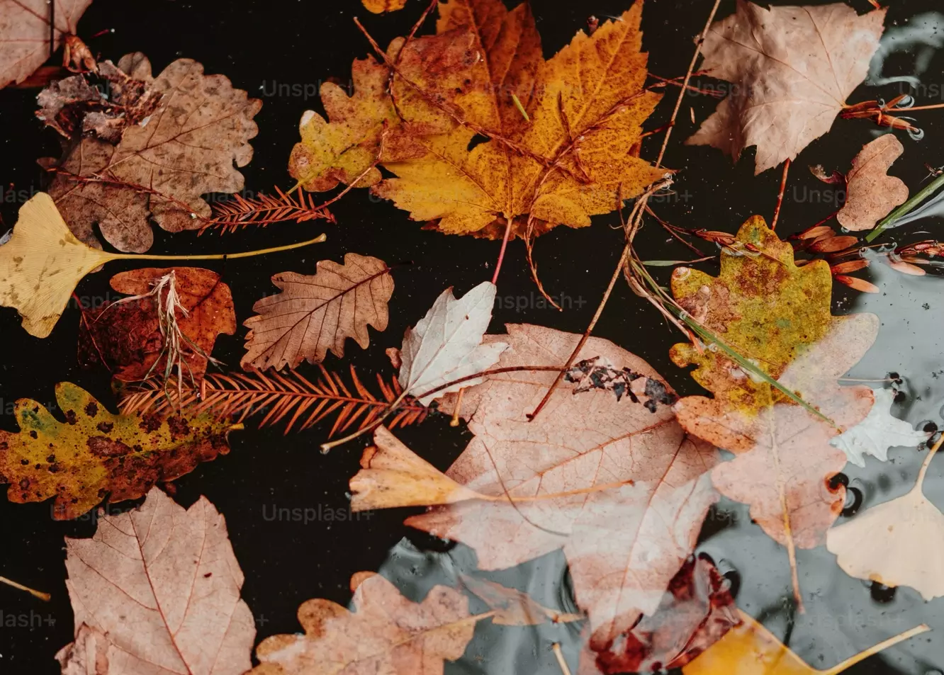 Vibrant Autumn Leaves Floating on Reflective Water