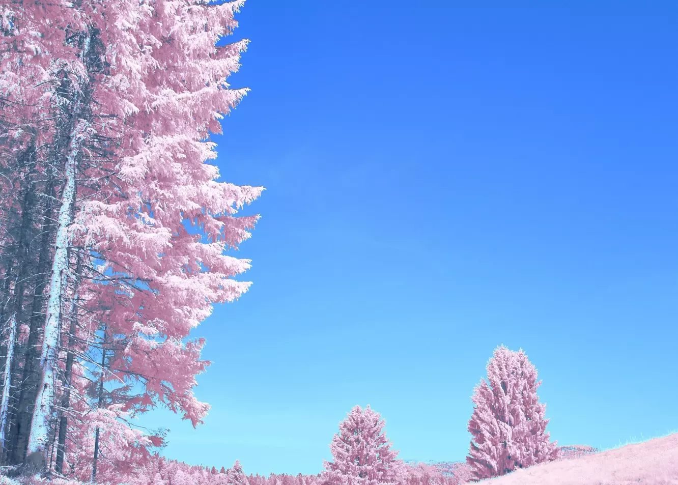Vibrant Dreamscape: Pink Trees and Blue Path Under Azure Sky