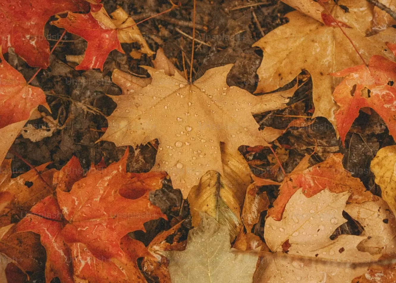 Vibrant Autumn Palette: Water Droplets on Fallen Leaves