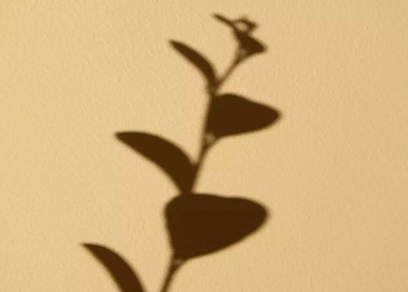 Minimalist Plant Shadow: Serene Wall Art