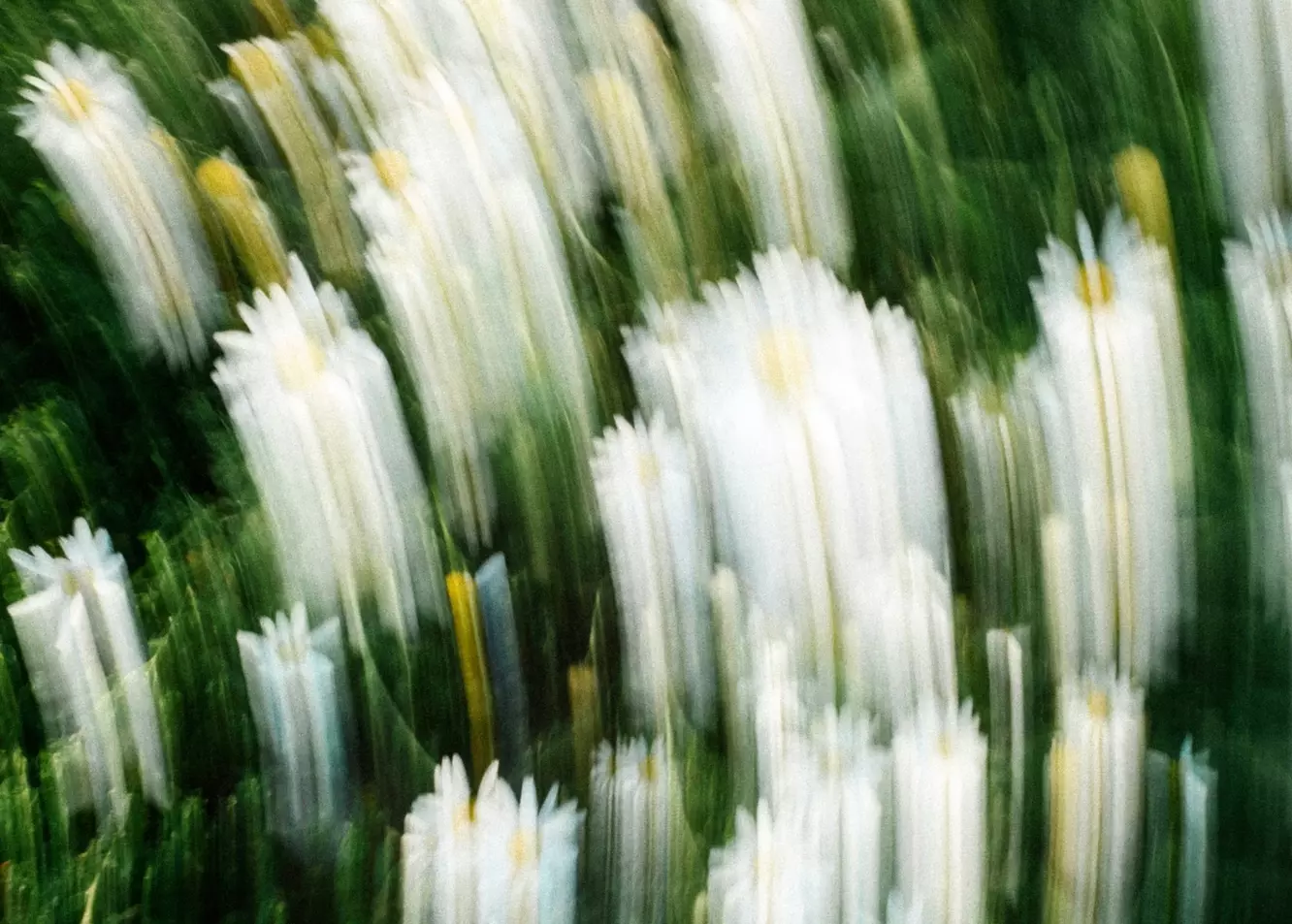 Abstract Daisy Dream: Impressionistic White Flowers in Motion