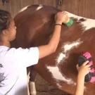 Summer Fun Awaits at the Enchanting Farm Camp