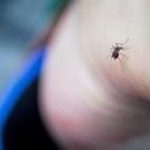 Unveiling Unexpected Strategies to Deter Mosquitoes