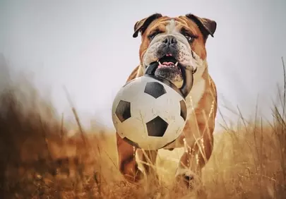 Energetic Bulldog: Winter Playtime with a Soccer Ball
