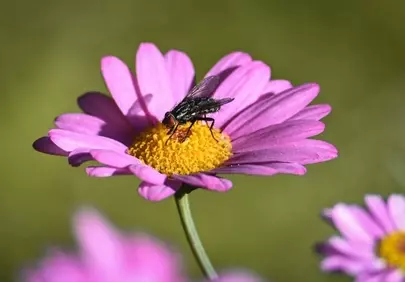 Vibrant Macro: Fly on Purple Daisy in Soft Light