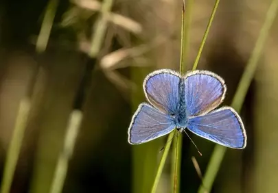 Vibrant Blue Butterfly Macro: Nature's Delicate Beauty