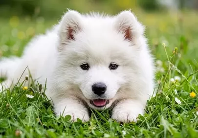 Adorable Samoyed Puppy: Fluffy & Playful in Nature