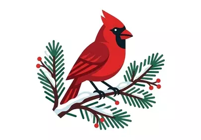 Vibrant Red Cardinal Perched on Snowy Evergreen Branch