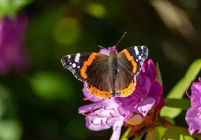 Vibrant Admiral Butterfly on Purple Rhododendron Bloom
