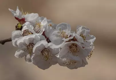 Delicate White Blossoms: The Essence of Spring's Awakening