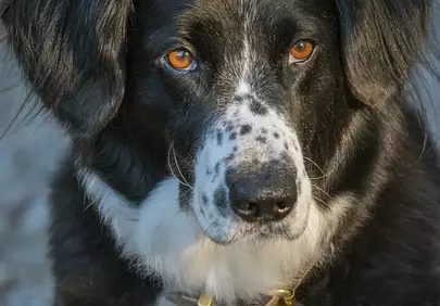 Captivating Gaze: Faithful Dog's Autumn Portrait