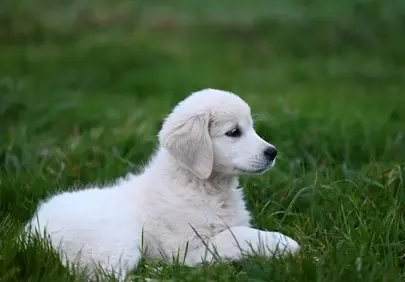 Adorably Fluffy Golden Retriever Puppy Resting in Green Grass
