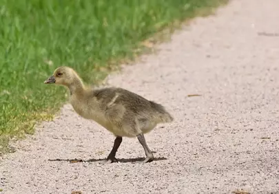 Adorable Gosling's First Steps: A Springtime Discovery