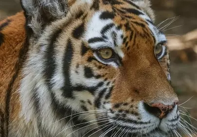 Majestic Striped Predator: Close-Up Tiger Portrait
