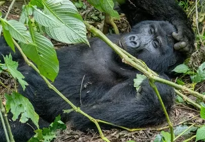 Serene Mountain Gorilla Napping in Lush Uganda Rainforest