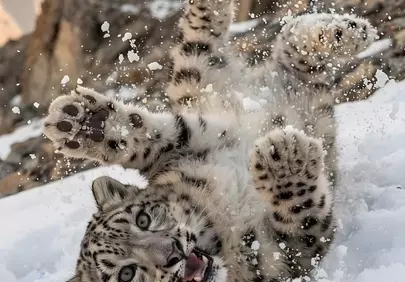 Playful Snow Leopard Cub: Joyful Winter Frolics in the Himalayas