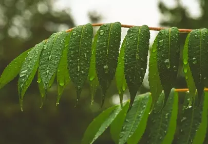 Vibrant Green Leaves Drenched in Serene Raindrops