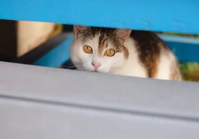 Curious Cat Hiding: Peeking Paws and Golden Eyes