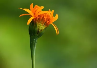 Vibrant Orange Blossom: Nature's Unfolding Beauty