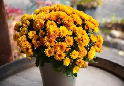 Vibrant Autumn Charm: Orange Chrysanthemums in a Rustic Pot