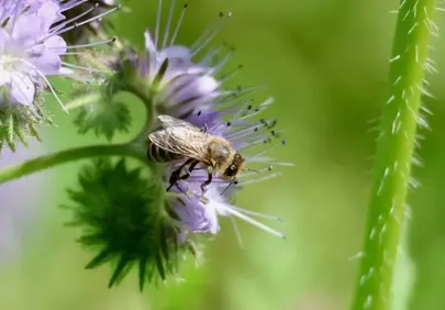 Vibrant Phacelia: Bee's Essential Pollination Journey