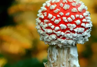 Vibrant Red Fly Agaric: A Striking Autumn Forest Jewel