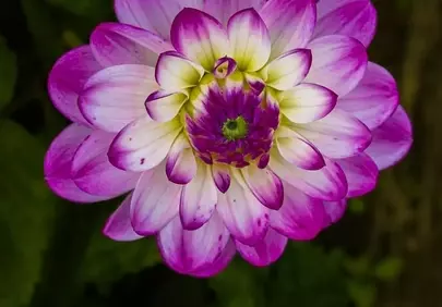 Vibrant Dahlia Blossom: A Two-Tone Floral Spectacle