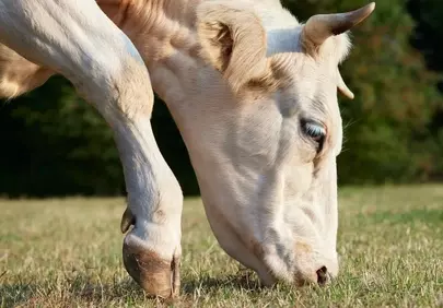 Serene Pasture: Close-up of a Grazing Cow