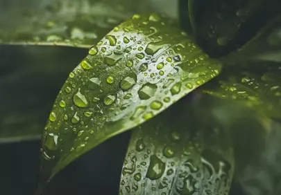 Vibrant Green Leaf Adorned with Sparkling Raindrops