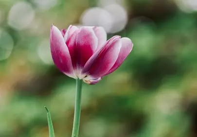 Vibrant Tulip Bloom: Delicate Petals in a Dreamy Garden