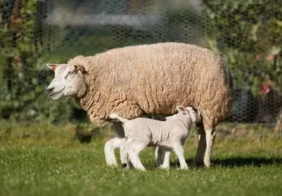 Tender Spring Scene: Mother Sheep Nurtures Lamb