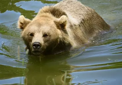 Majestic Brown Bear Gliding Through Serene Waters