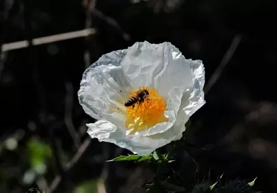 Vibrant Macro: Busy Bee on White Poppy Bloom