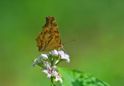 Stunning Macro: Butterfly on Delicate Wildflowers