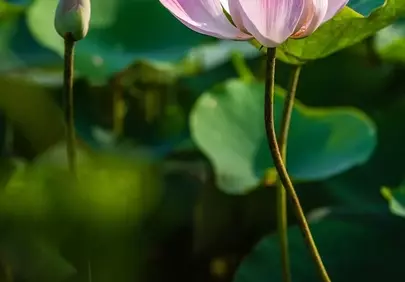 Vibrant Pink Lotus Bloom in Gentle Morning Light