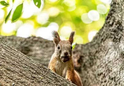 Charming Squirrel Enjoying Acorn on a Sunny Branch