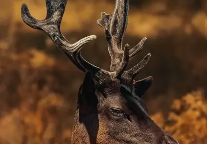Majestic Fallow Deer Portrait in Golden Autumn Light